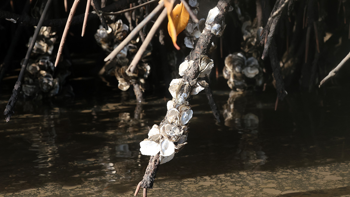 Mangrove